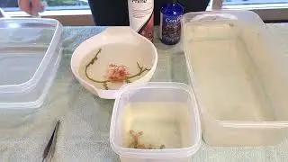 My First  Coral Dip!