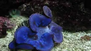 Morsky svet (Sea World)