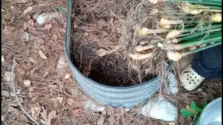 Время собирать имбирь