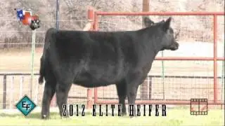 Texas Angus Association - 2012 Donation Heifer