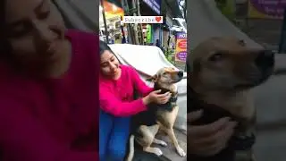 Love dogs❤️#streetdog #dog #dogshorts #doglover #dogsofindia #animals #animalslovers #shorts