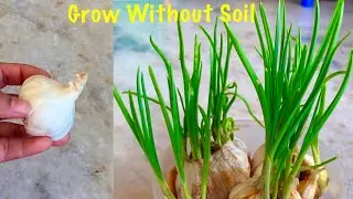 How To Grow Garlic Greens (Garlic Leaves) Without Soil At Home
