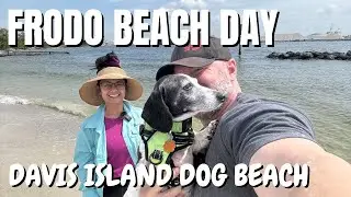 Frodo&rsquo;s First Time at a Dog Beach (Davis Island Dog Beach)