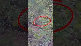 Best Kills from My Latest Video! Watch the Full Version! #airsoft #forceonforce #gaming