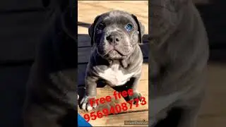 American bully pocket size puppy free adoption available #viral #short video🥰❤