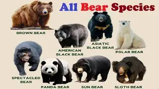 All Bear Species || Different Types Of Bear