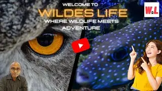 Welcome to Wildes Life: Where Wildlife Meets Adventure