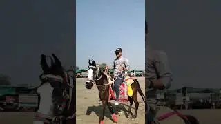 Horse 🐎 Riding at Dumas Beach surat, Gujarat