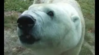 Playing with the Polar Bear & Chameleon's at the Philly Zoo