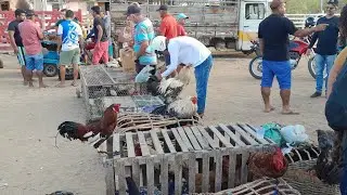 Feira de galinhas caipira e suínos em Santa Cruz do capibaribe Pernambuco 27/01/2026