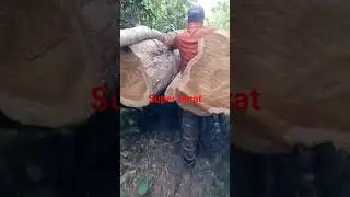 kayu jati super lilitan 200 cm