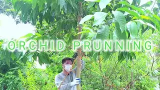 Pruning orchids in winter