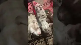 Dogs and puppies babies eat raw chicken 