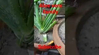 Aloe Vera family