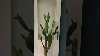 Chic Holiday Rental in M&aacute;laga 🌆
