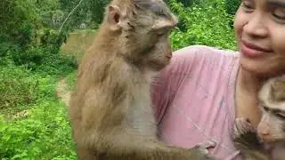 Absolutely monkey Koko and Yoko's family with caring #shorts