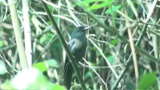 Viudita plomiza (Knipolegus cabanisi)