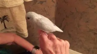 Fly Babies Aviary - White Male Parrotlet - Lee