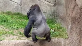 Monkeys fling shit