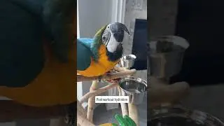 Quality time with Aurora 💙 #aurora #macaw #rescue #dayinthelife