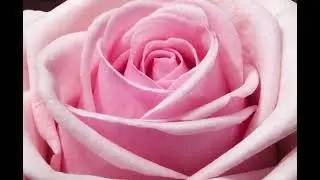 O Rosa de saron