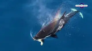 Ocean's Deadliest Mystery Creatures Found. #sea #seafood  #oceanlife  #season  #mar  #praiadoforte