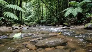 Peaceful River Flowing Deep in the Forest | Relaxing Nature Sounds for Sleep, Study & Meditation