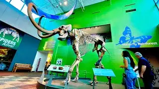 Florida Museum & Butterfly Rainforest | The Ultimate Guide!