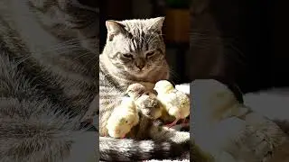 Cat Adopts Baby Chicks &ndash; Unlikely Friendship 🐱🐣❤️