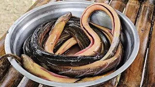 ADOBONG KIWIT SA GATA | PAGKAING BUKID | OUTDOOR COOKING |Team AgustinTV