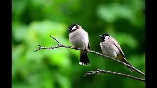Qomplainerz - Singing Birds (1 Hour Relaxing Natural Sounds)