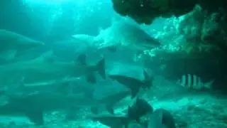 African Dive Adventures Protea Banks dive