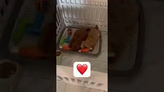 Playing
