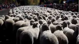 Trailing Of The Sheep Idaho
