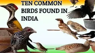 Ten Common Birds Found In India
