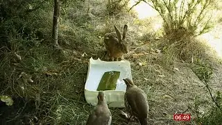 Weather Events - one farmer helping wild animals in the heatwave/drought (9) (UK) - BBC - 18 August