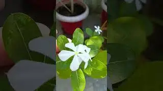 #flowers #flowerplants #plants #greengarden