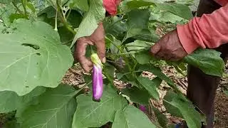 Kenko1st Organic Producers Voice 2
