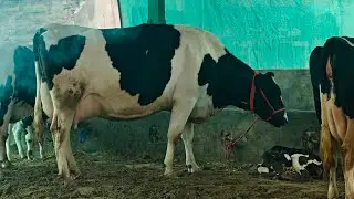 10 Cows for sale, 10 ਗਾਵਾਂ ਖੁਸ਼ਦੀਪ ਸੈਦੋਕੇ ਵਾਲੇ ਕੋਲ 
