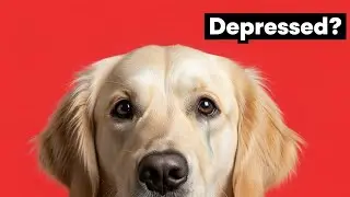 Is Your Dog Sad? 10 Hidden Signs of Depression Explained