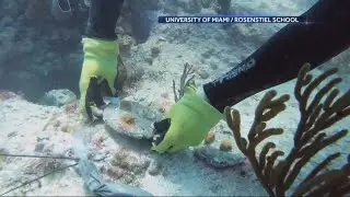 Warmer water could have negative impact on ocean life, experts say