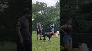 Dog park play :)