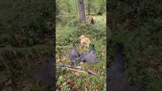 Capercaillie/Глухари #shorts #suomenpystykorva #hunting #hunt #capercaillie #uplandgame #глухарь #🐕
