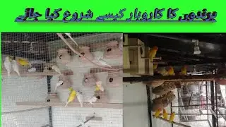 Budgies Parrots Colony | Birds Business | Profitable parrots For Business