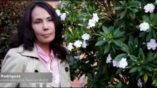 Cr&oacute;nica y reportaje - Documental