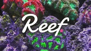Mid-Phase Crypto Alt Run Coming REEF MUBI SPACE SUI ICP AUDIO BTC