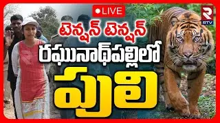 Tiger Hulchul In Telangana 🔴LIVE : రఘునాథ్&zwnj;పల్లిలో పులి.. | Jangoan | Warangal | Pedda Puli | RTV