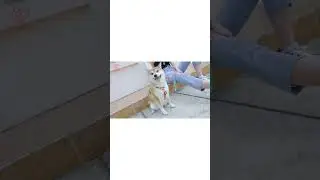 Wholesale Custom Step-In Dog Harness-Your Design, Our Factory #fashion #diy