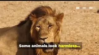 Never Cross Paths With These 5 Most Dangerous Animals