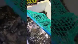 Frog Market #fruit #market #food #asmr #rawfood #dailymarket #shorts